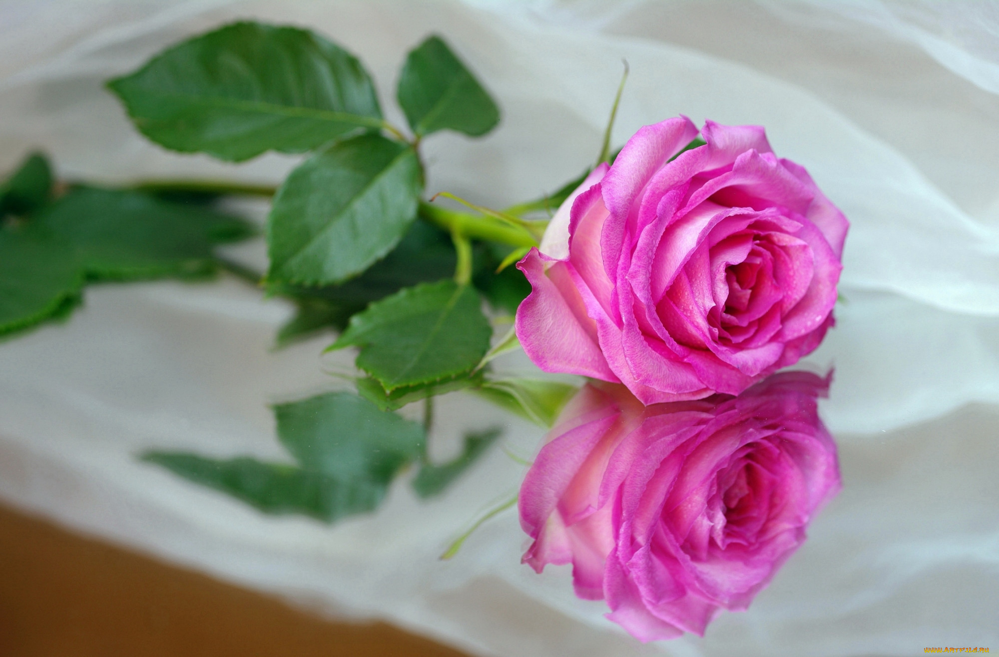 цветы фото розы гифки красивые
